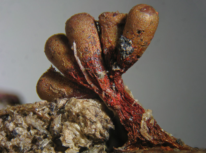 Metatrichia vesparium